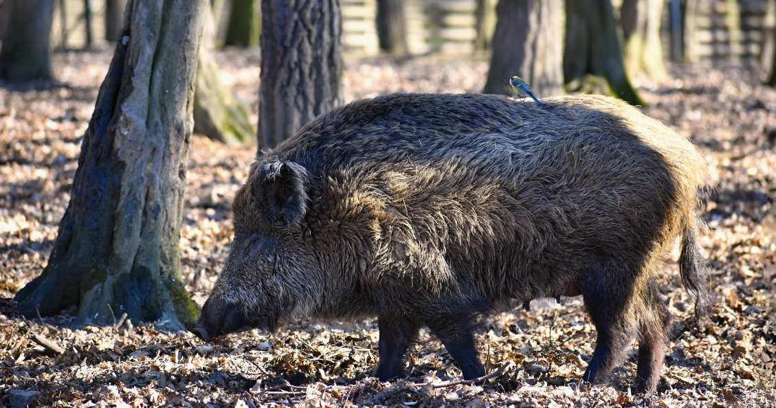 a hog is walking in the woods