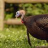 a mature turkey in walking on the grass ground