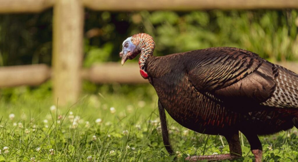 a mature turkey in walking on the grass ground