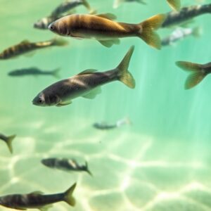 bluegill spawn in the river