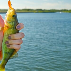 catch a bass fish