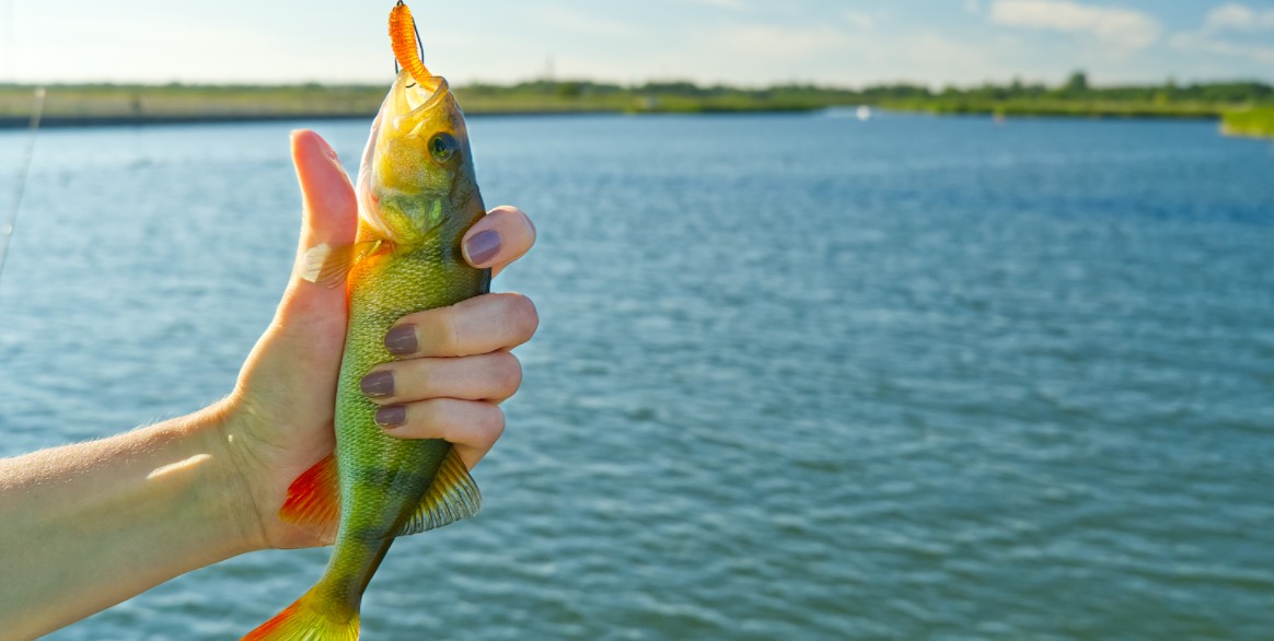 catch a bass fish
