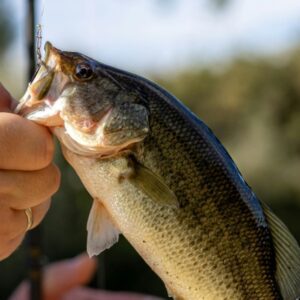 catch a bass successfully
