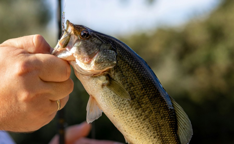 catch a bass successfully