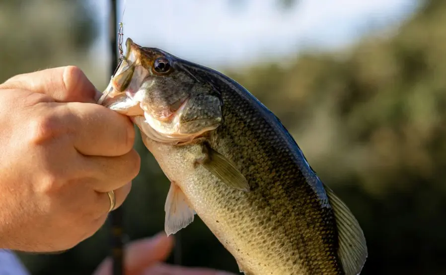 catch a bass successfully