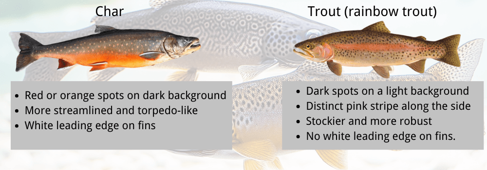 char vs trout comparison
