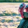 different types of turkeys