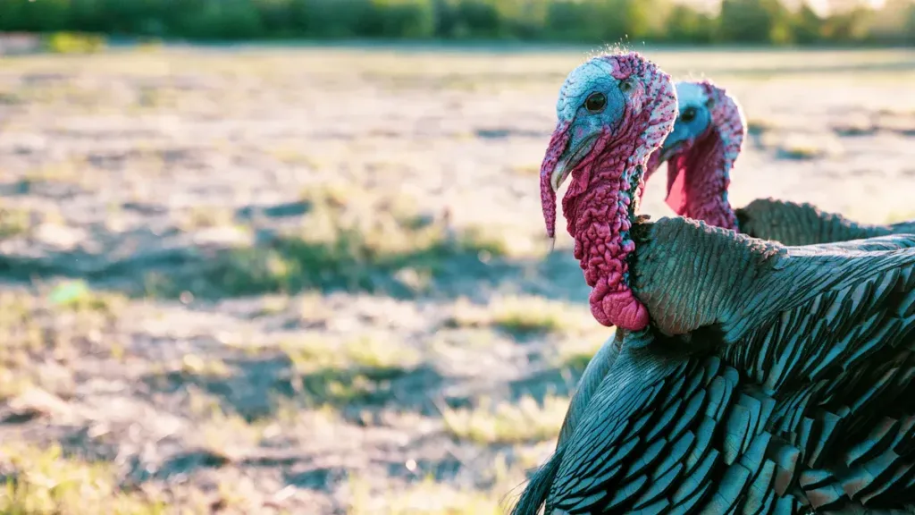 different types of turkeys