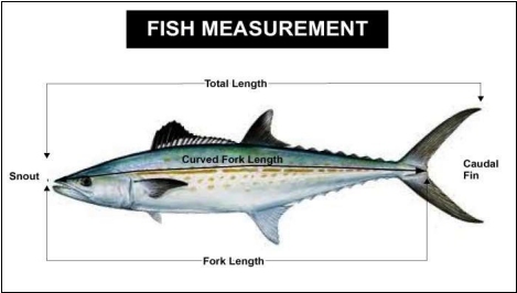 how to measure fish size from snout to tail