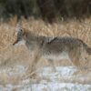 a coyote is walking around looking for food