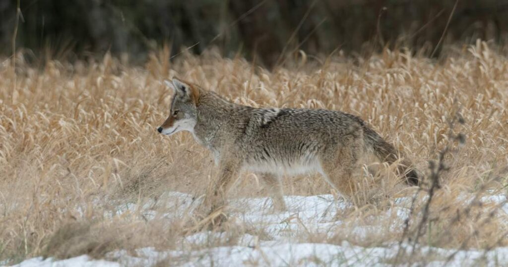 a coyote is walking around looking for food