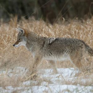 a coyote is walking around looking for food