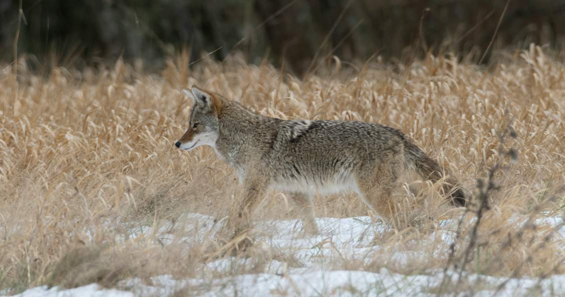 a coyote is walking around looking for food