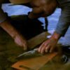 a fisherman is cleaning a fish