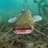 catfish is spawning in the river - Photo by Milos Prelevic