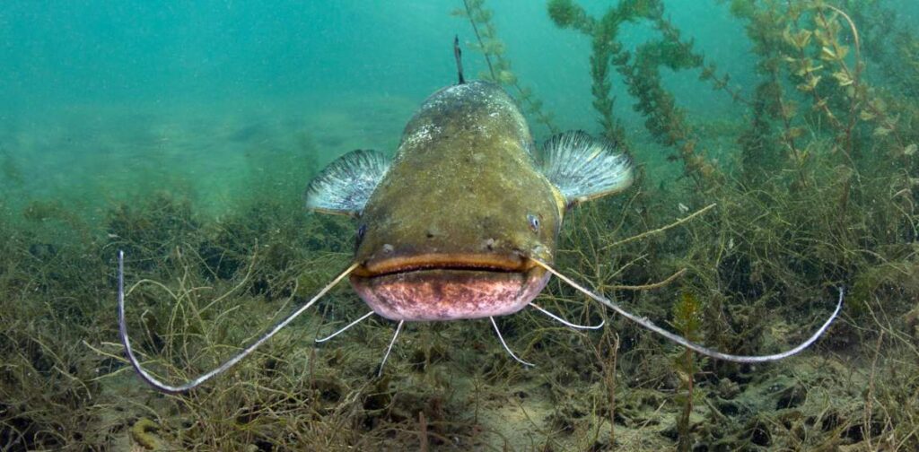 catfish is spawning in the river - Photo by Milos Prelevic