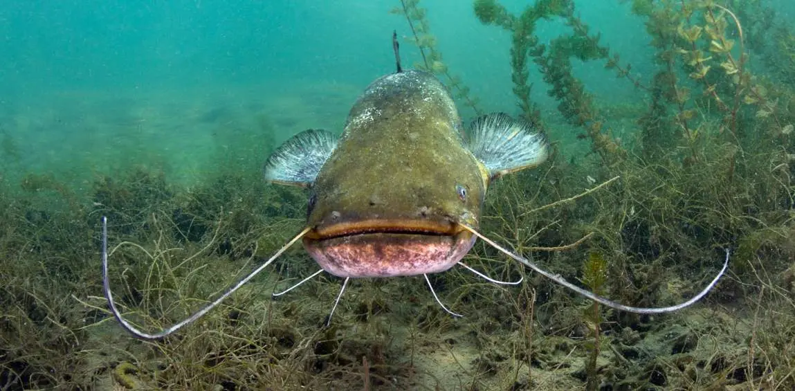 catfish is spawning in the river - Photo by Milos Prelevic