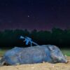 shot a wild hog for meat