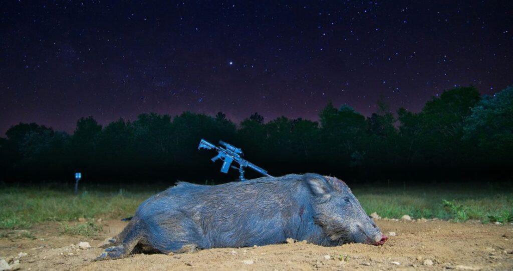 shot a wild hog for meat