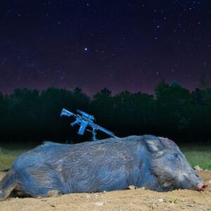 shot a wild hog for meat