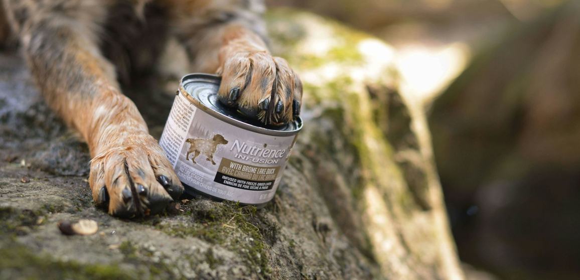 use dog food as coyote bait