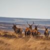 A herd of deer in the wild