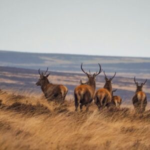 A herd of deer in the wild