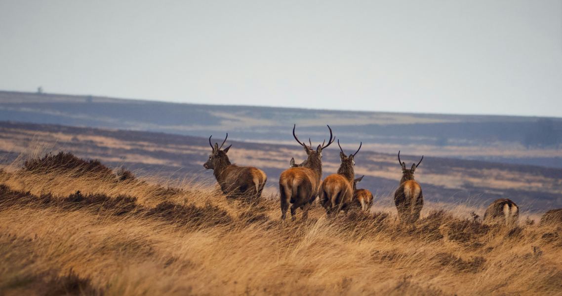 A herd of deer in the wild