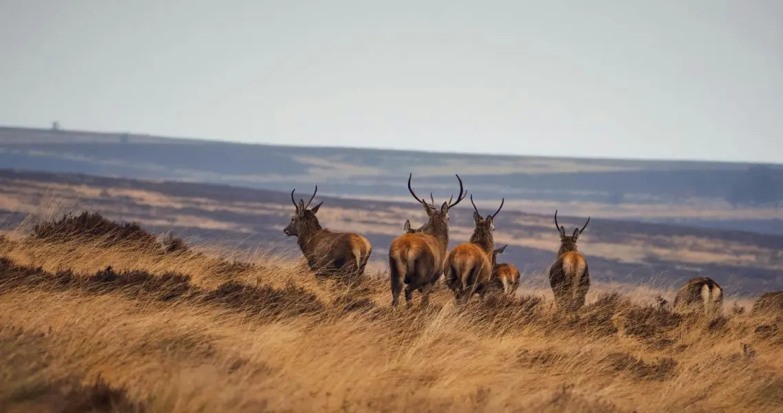 A herd of deer in the wild