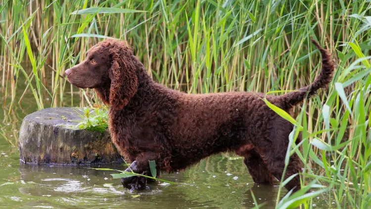 American Water Spaniel - the dog is stepping in the water and waiting to hunt