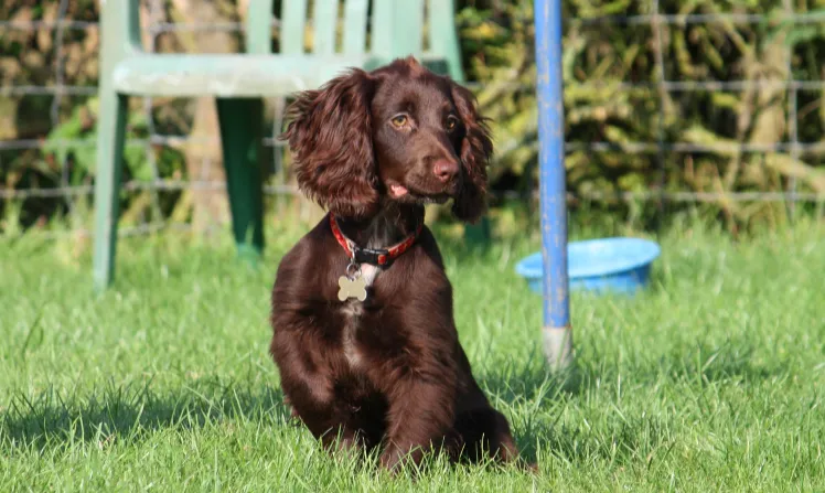a Boykin Spaniel sits in the backyard 