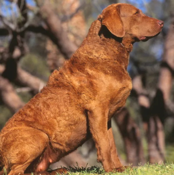 a Chesapeake Bay Retriever is sitting and waiting for orders