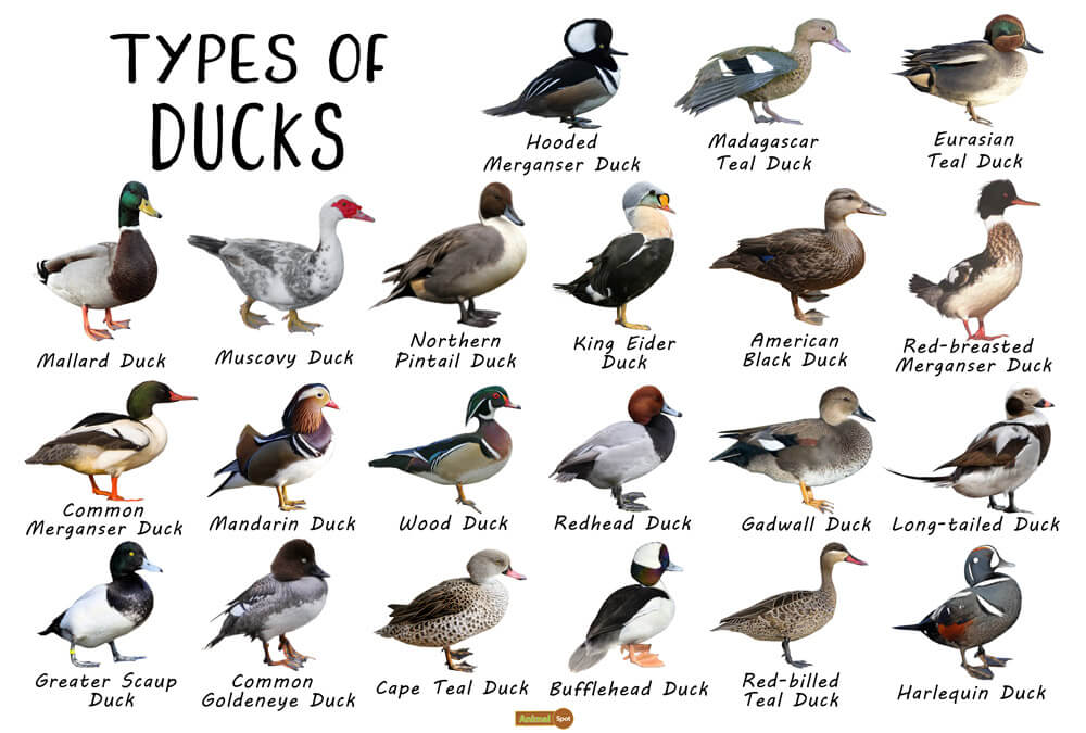 different types of ducks