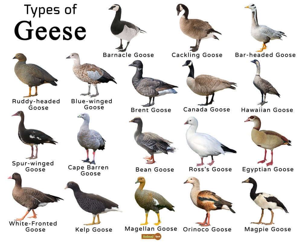 different types of geese