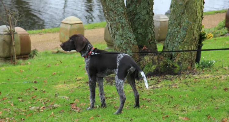 German Shorthaired Pointer dog for duck hunting