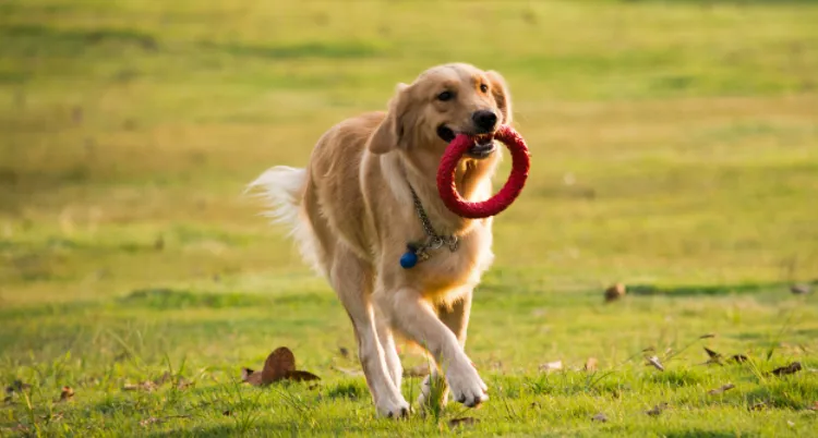 a Golden Retriever is being training to catch a circle toy in its mouth