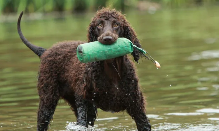 a Irish Water Spaniel is being trained for duck hunting in the lake