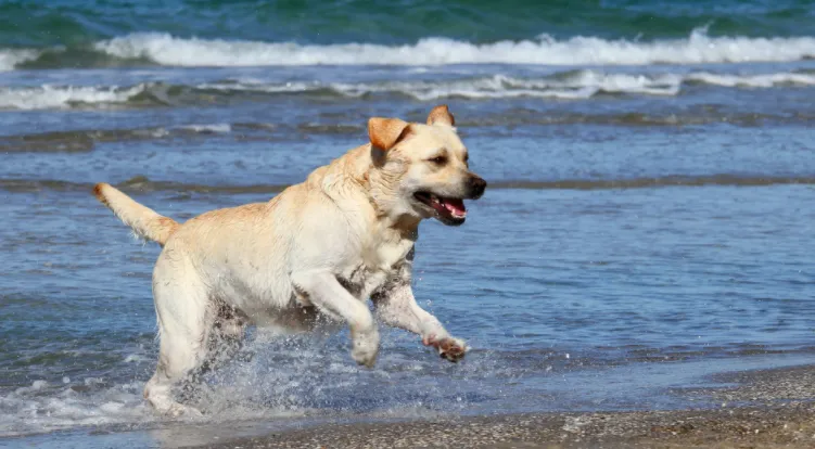a Labrador Retriever is running and playing on the water
