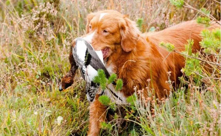 Nova Scotia Duck Tolling Retriever - a dog is carrying a duck from hunting land
