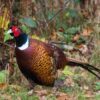 a pheasant is walking on public land