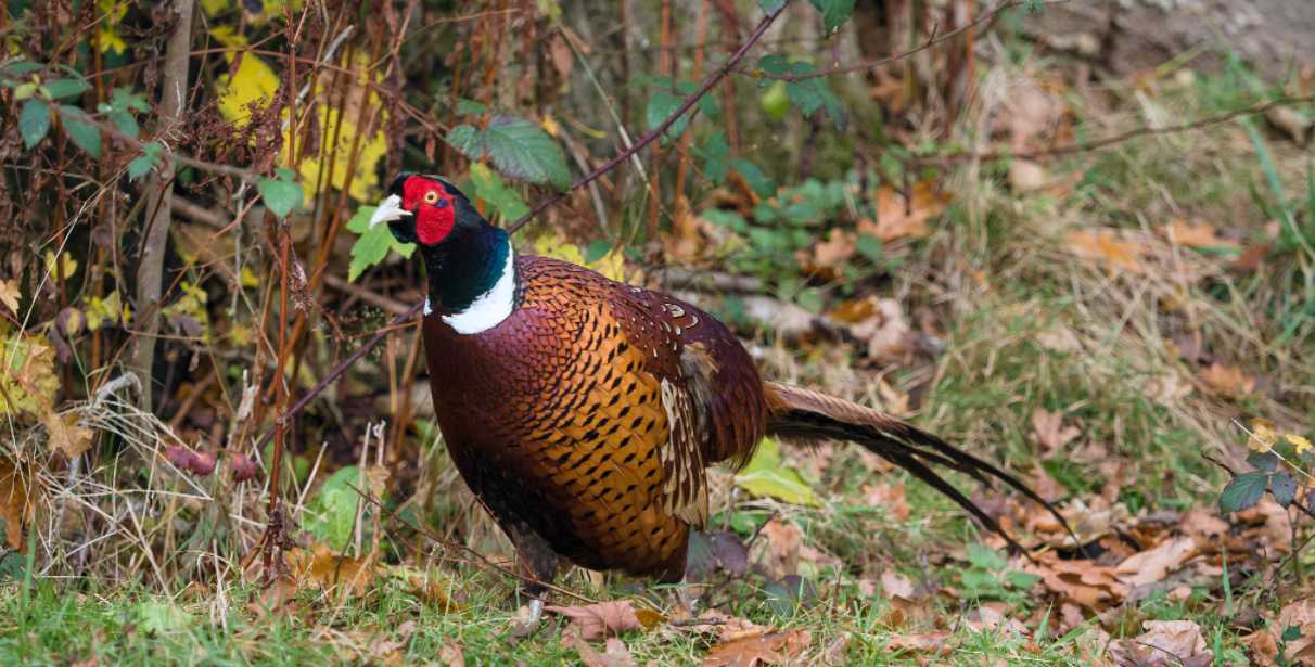 a pheasant is walking on public land