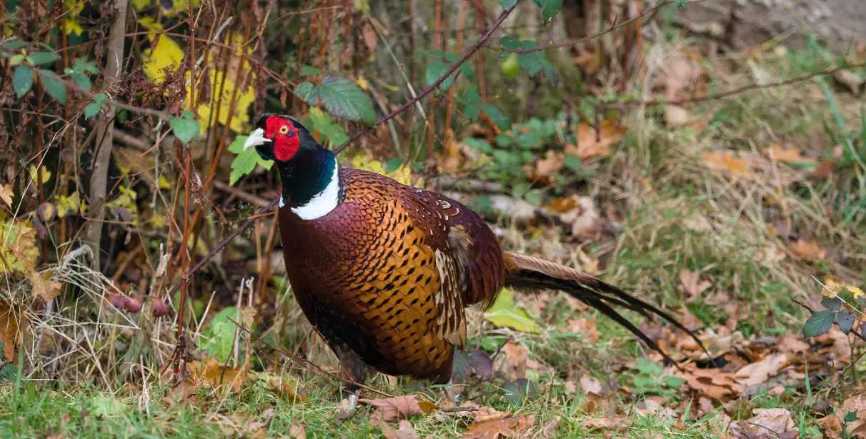 a pheasant is walking on public land