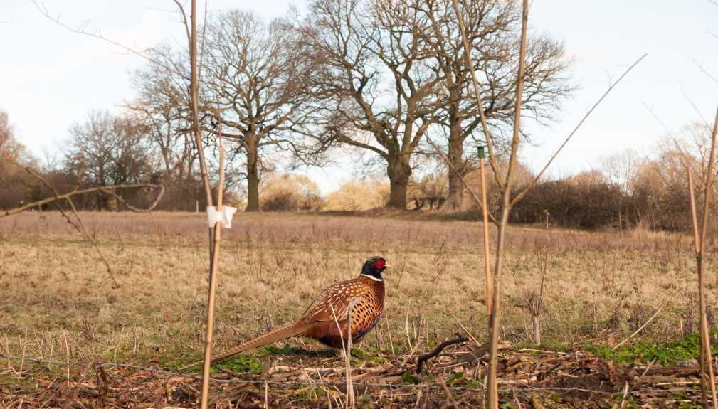 how to field dress and clean a pheasant after hunting