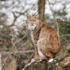 a bobcat is standing on a rock and looking at somewhere in the wood