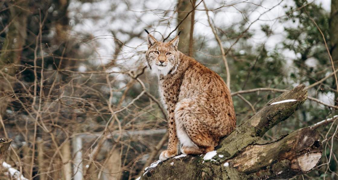 a bobcat is standing on a rock and looking at somewhere in the wood