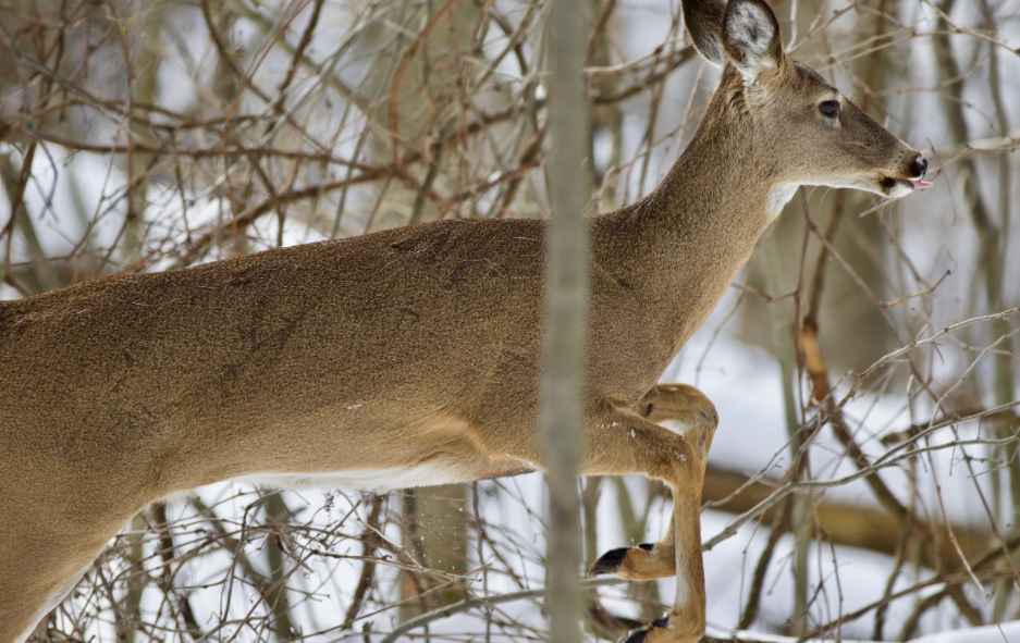 a deer in running in the wood in winter