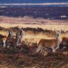 large deer populations show up in the wildness