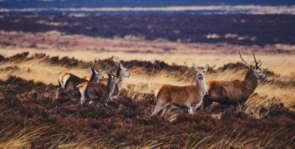 large deer populations show up in the wildness