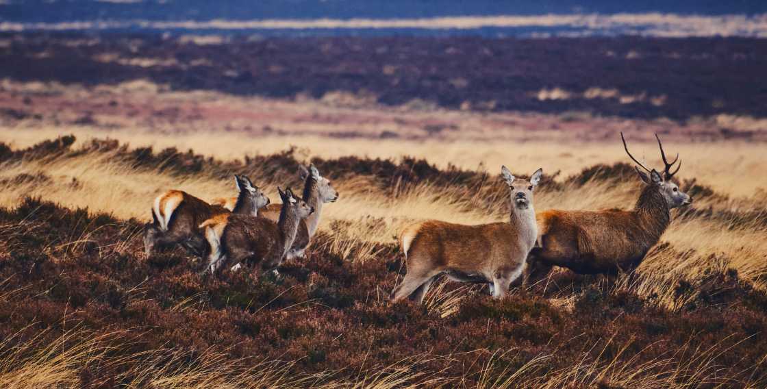 large deer populations show up in the wildness