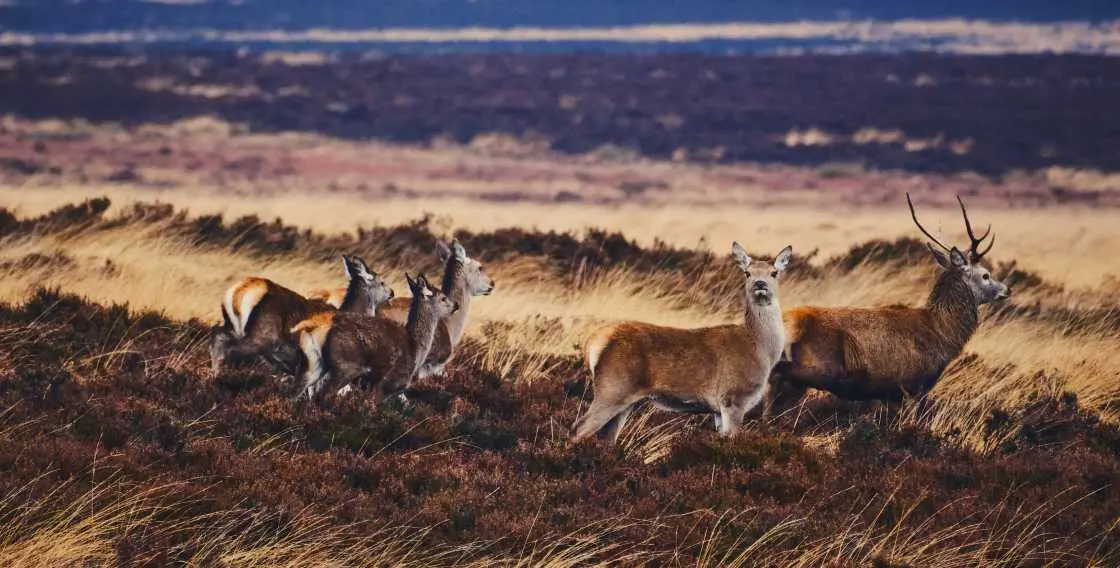 large deer populations show up in the wildness